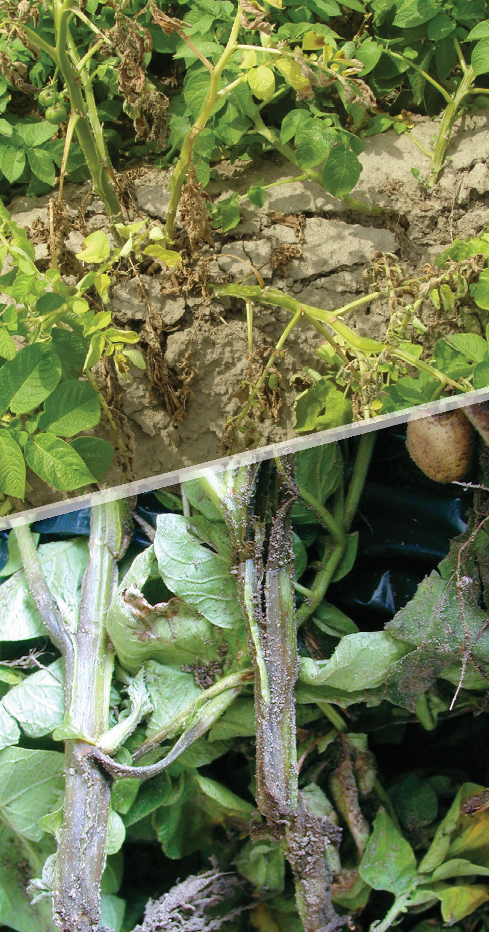 Black leg and stem rot