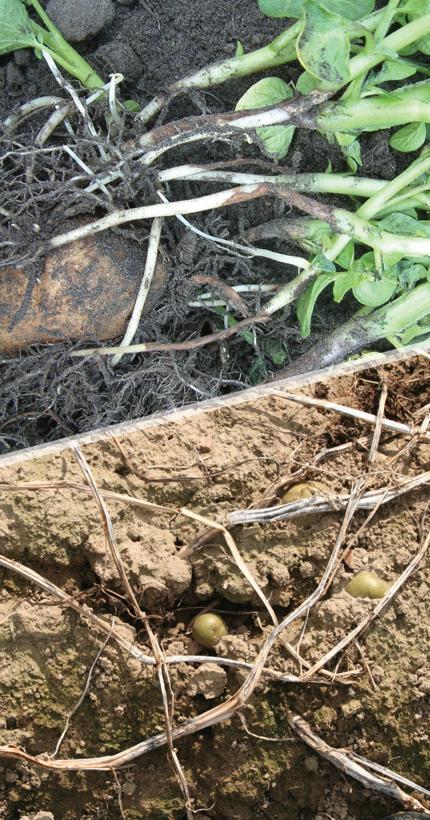Stem canker