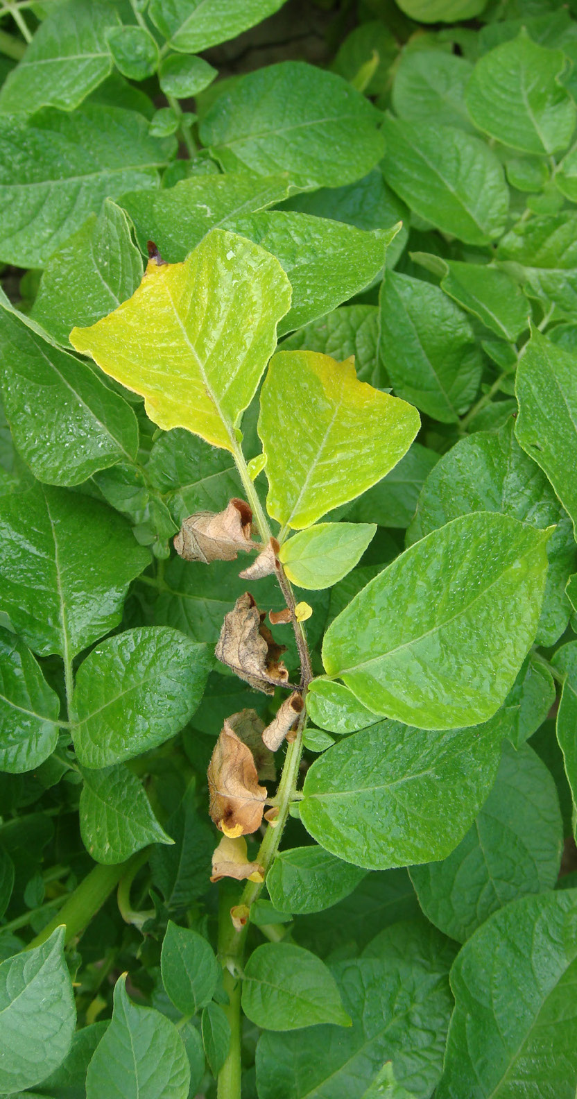 Verticillium wilt