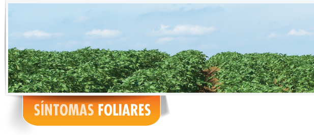foliar
