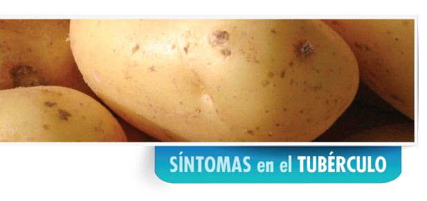 tuber