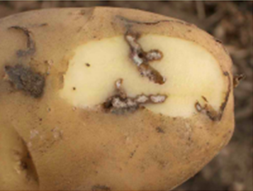 Las 5 plagas de la patata más comunes