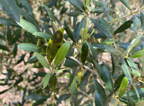 Cómo prevenir y combatir el repilo del olivar