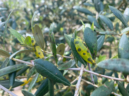 Cómo prevenir y combatir el repilo del olivar
