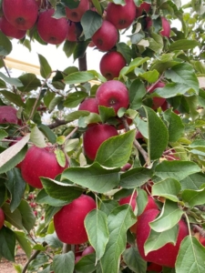 Cultivos de manzana