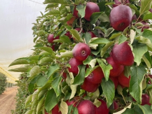 Cultivos de manzana tratados con Moka