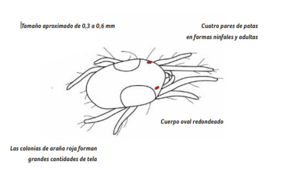 Esquema de un ácaro