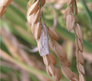 Plagas y enfermedades en el cultivo del arroz. 