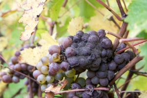 Botrytis en racimo de uva 