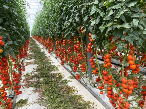 Agricultura tradicional e intensiva. Invernadero tomate intensivo