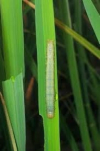 Plagas y enfermedades en el cultivo del arroz. 