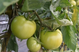 Últimas novedades en insecticidas para tomate