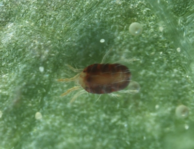 Tetranychus urticae