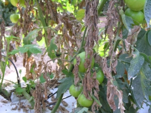 Síntomas de ácaro en hojas de tomate