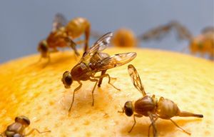 Trebon®, la mejor protección contra la mosca de la fruta en cítricos