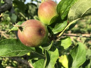 Moteado en fruto, enfermedades del manzano