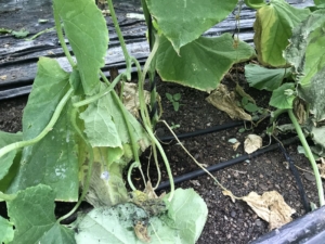 Fusarium en cultivo de Pepino