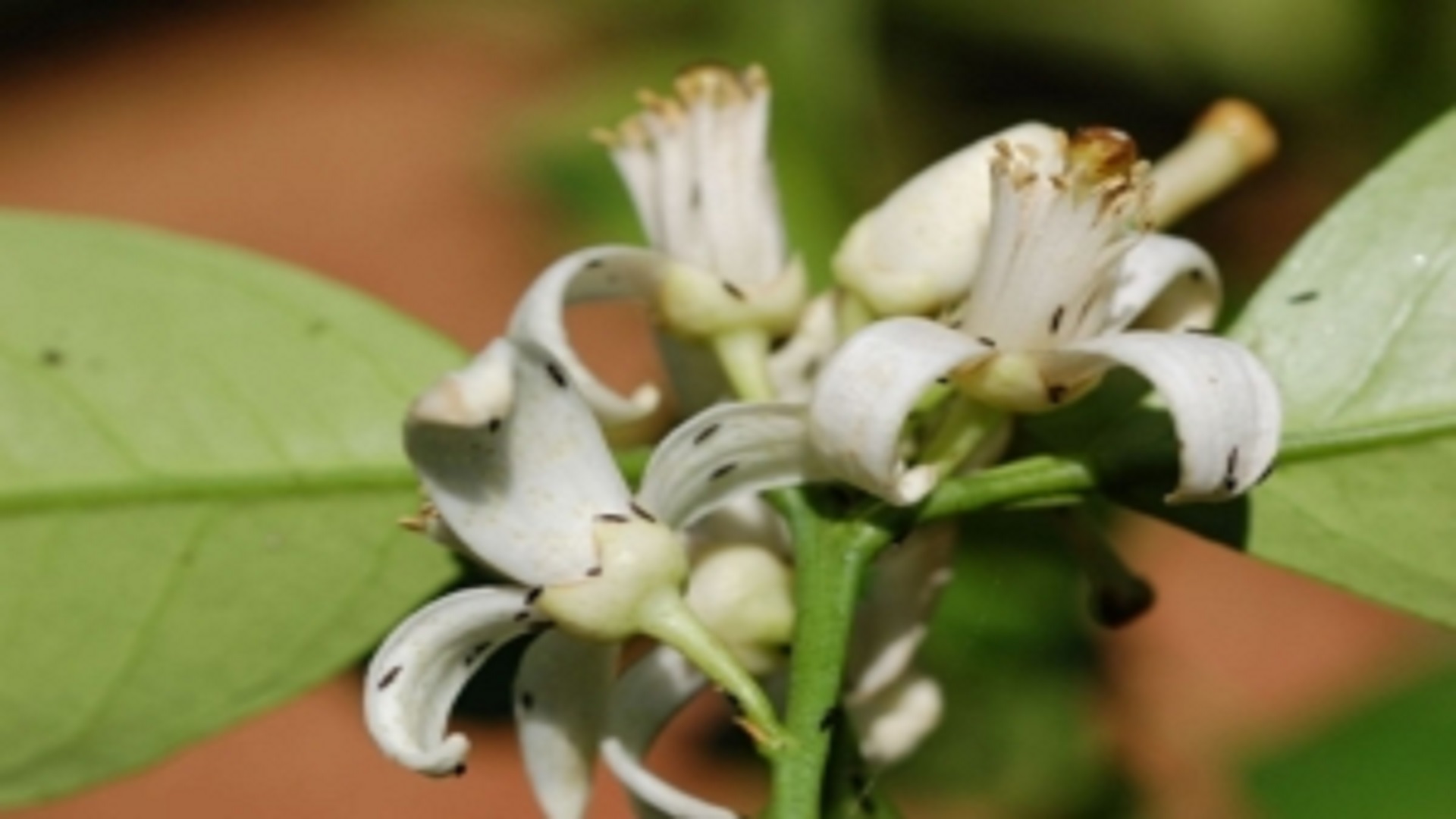 Flores con presencia de P. kellyanus.