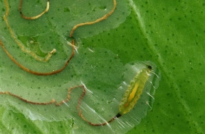 Insecticidas para cítricos: cómo combatir ácaros, pulgones, cochinillas, trips, mosca blanca, mosca de la fruta, minador y prays. 