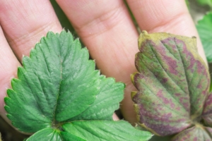 Síntomas en hojas provocados por la Botrytis cinerea
