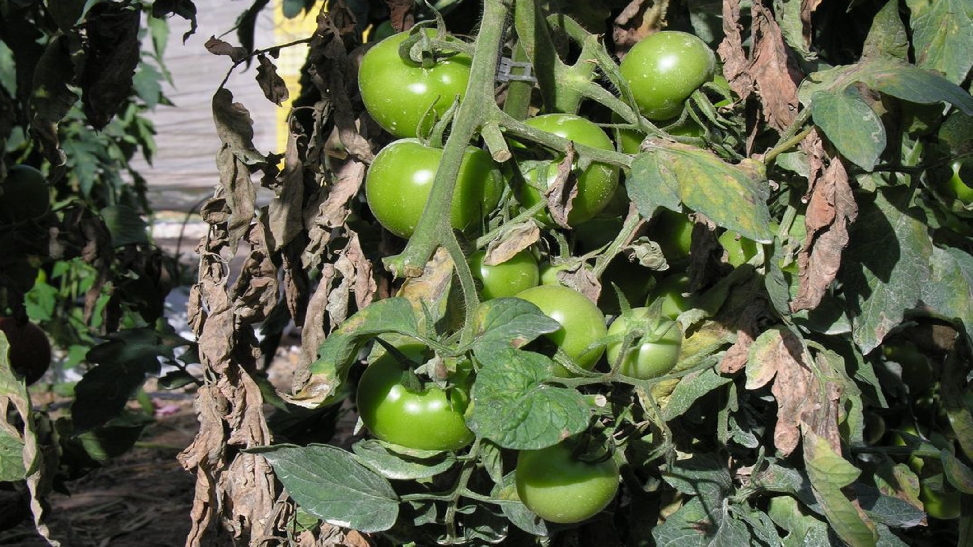 Ácaro del bronceado en tomate
