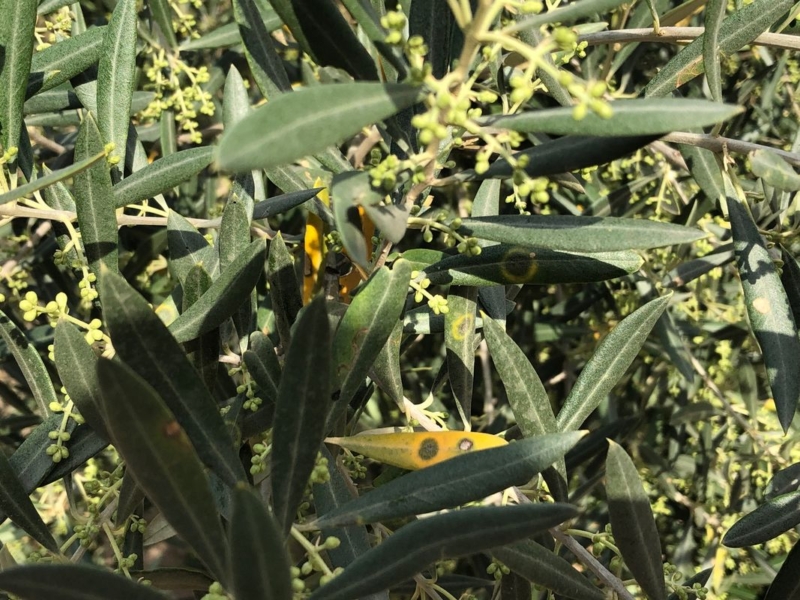Repilo del olivo