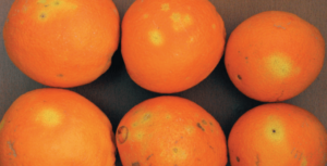 Ceratitis capitata en Naranjas 