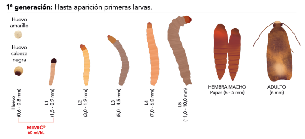 Estadios de las larvas. 1ª generación hasta aparición de primeras larvas.