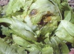 Sclerotinia en hojas de lechuga 