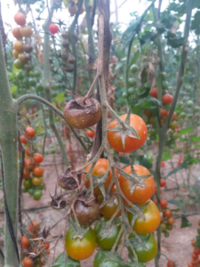 Síntomas de Mildiu (Phytophthora infestans) en frutos y tallos de tomate