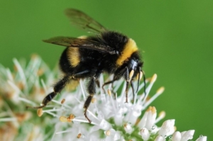 Insectos polinizadores: ¿Por qué son importantes?