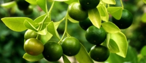 Citrus Greening, una posible amenaza en la Península Ibérica