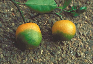Síntomas de citrus greening en fruto
