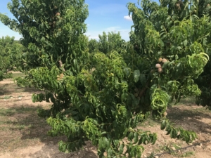 Pulgones en los frutales de hueso