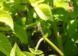 Síntomas de mildiu (Phytophthora infestans) en hojas y tallos de patata. Fuente: plagas.itacyl.es