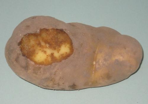 Síntomas de mildiu (Phytophthora infestans) en tubérculo. Fuente: Fernando Alonso Arce. Síntomas de mildiu en tubérculos