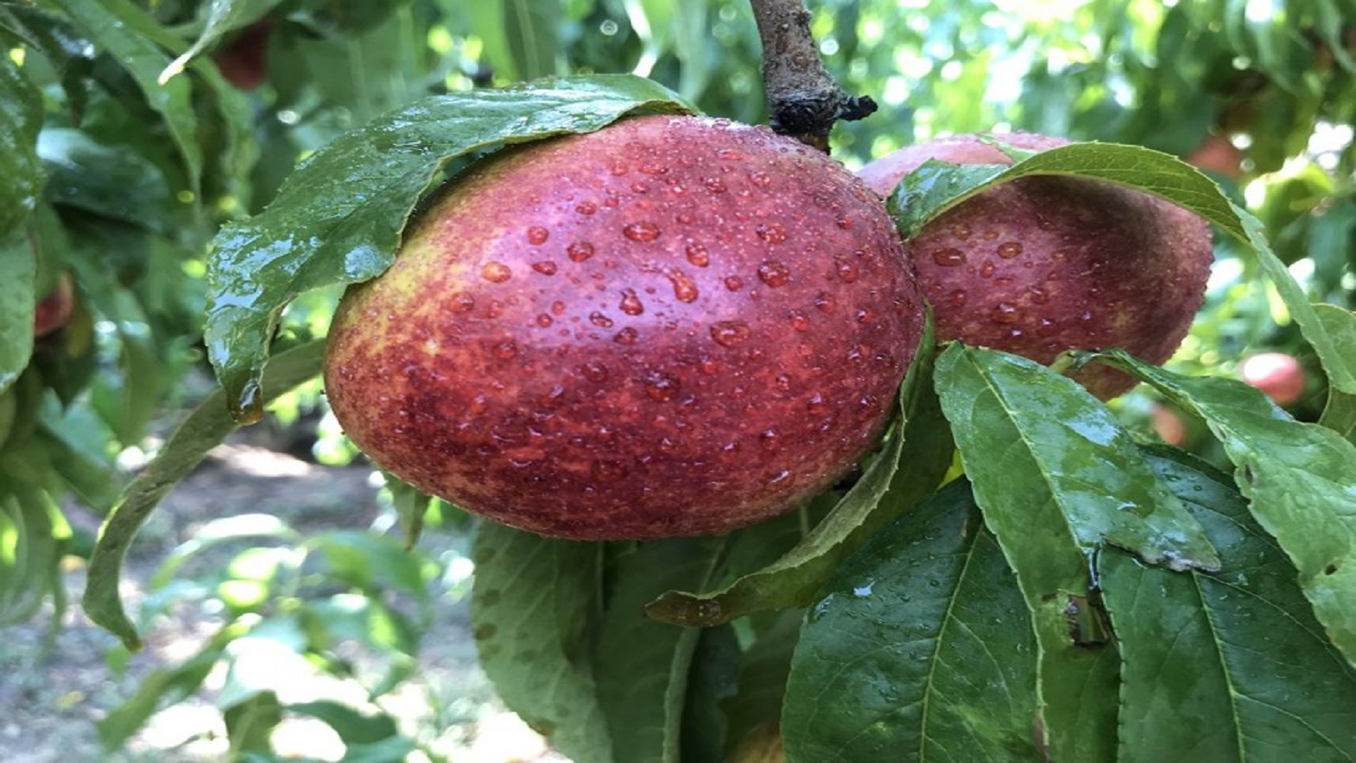 Enfermedades fúngicas en frutales de hueso