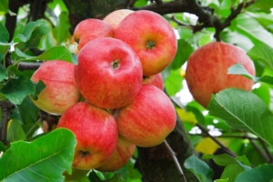 Cultivo de manzana 