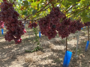 Cultivo uva de mesa 