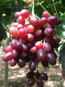 Aspecto uva de mesa variedad Crismon bajo el programa de tratamientos G4TF 