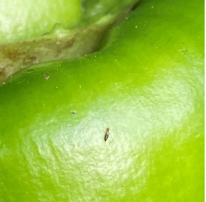 Adulto de Thrips Parvispinus sobre pimento. Fuente propia.