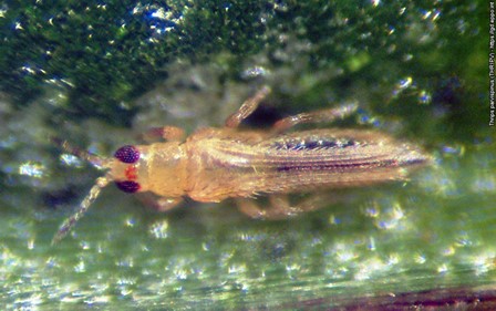 Adulto macho de Thrips parvispinus. Fuente: Alfredo Lacasa