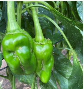 Daños en fruto de pimiento provocados por Thrips parvispinus. Fuente propia.