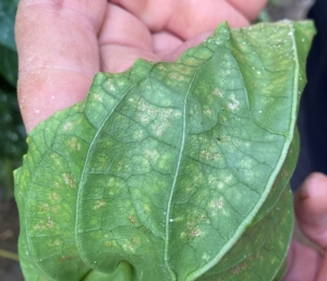 Daños en hoja de pimiento provocados por Thrips parvispinus. Fuente propia.