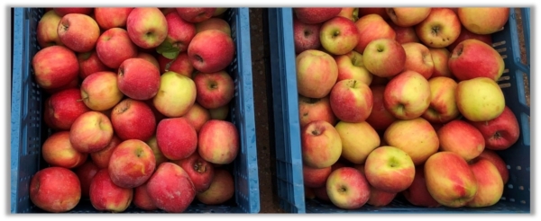 Figura 3. Frutos de manzana Pinky, a la izquierda tratados con dos pases de Moka® a 2,5L/ha comparados con frutos sin tratar en la imagen de la derecha.