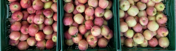 Figura 6. Frutos de manzana Gala, a la izquierda tratados con dos pases de MOKA® a 2,5L/ha, en el centro con un pase de MOKA® a 2,5L/ha comparados con frutos sin tratar en la imagen de la derecha.