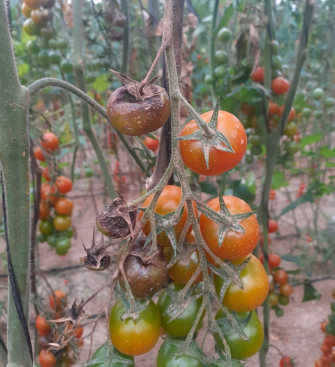 El Cultivo del Tomate de Industria en España: Plagas y Enfermedades a tener en cuenta