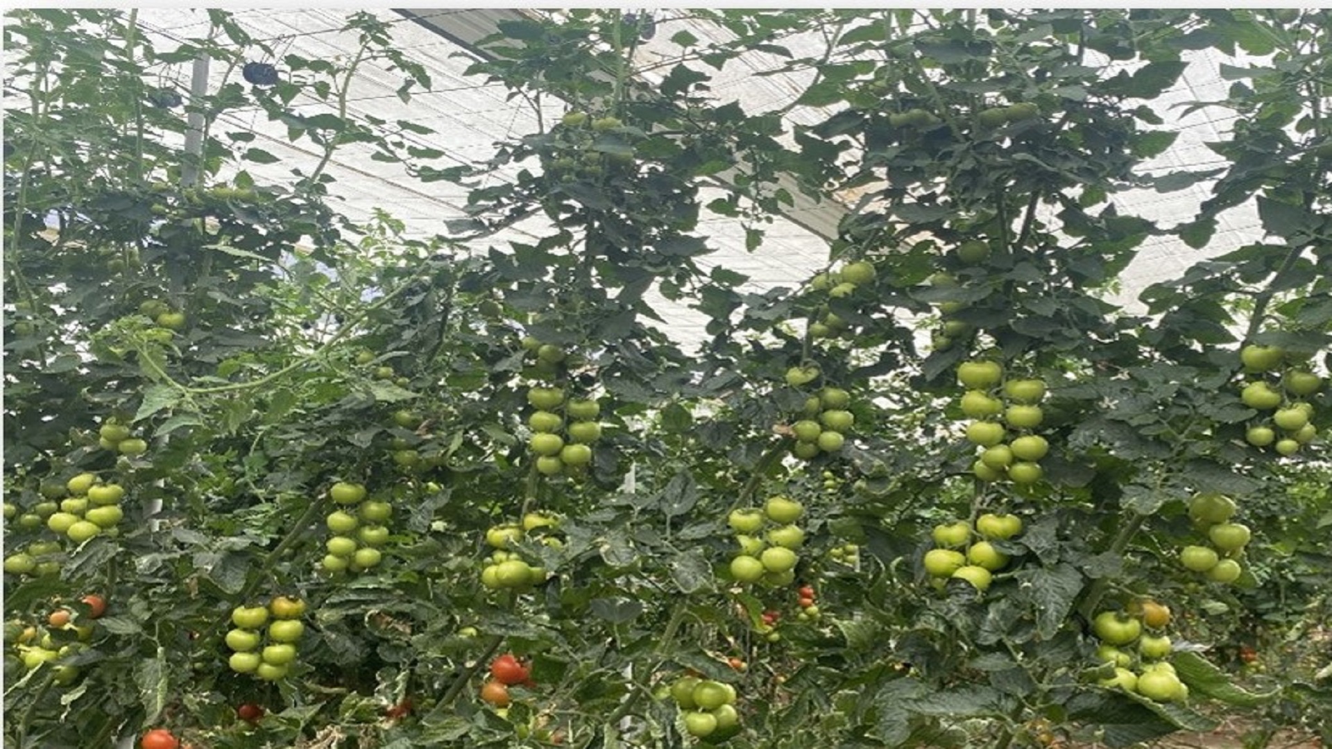 Estrategia de control integrado en el cultivo de tomate