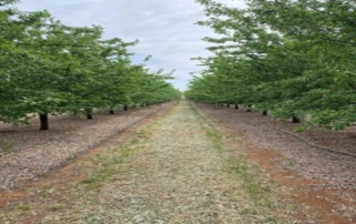 Avances Sostenibles en el Cultivo del Almendro: resultados del Proyecto Growing For The Future