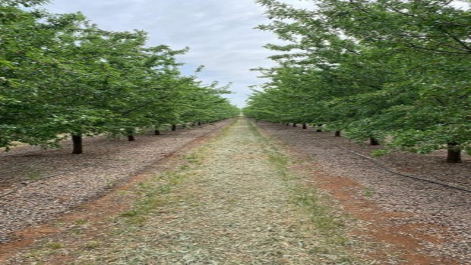 Avances Sostenibles en el Cultivo del Almendro: resultados del Proyecto Growing For The Future